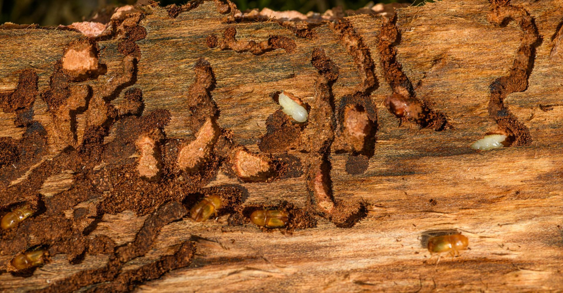 Close-up of brown tree bark with several small pale beetles on the surface.