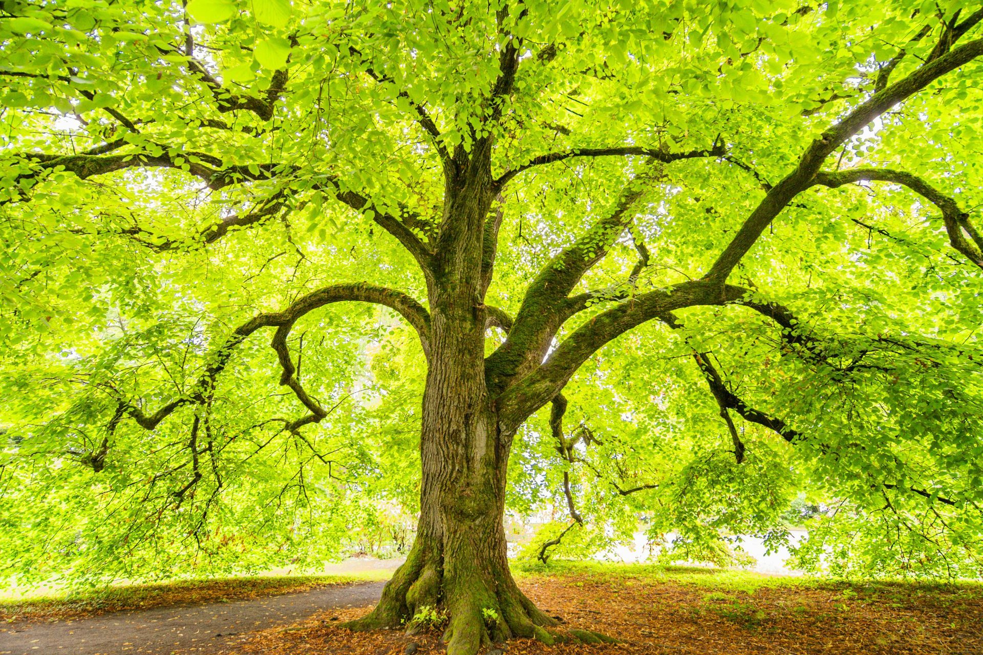 Large tree with bright green leaves spreading wide over a sunlit forest floor