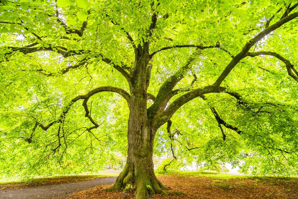 Large green tree with sprawling branches in a sunlit park