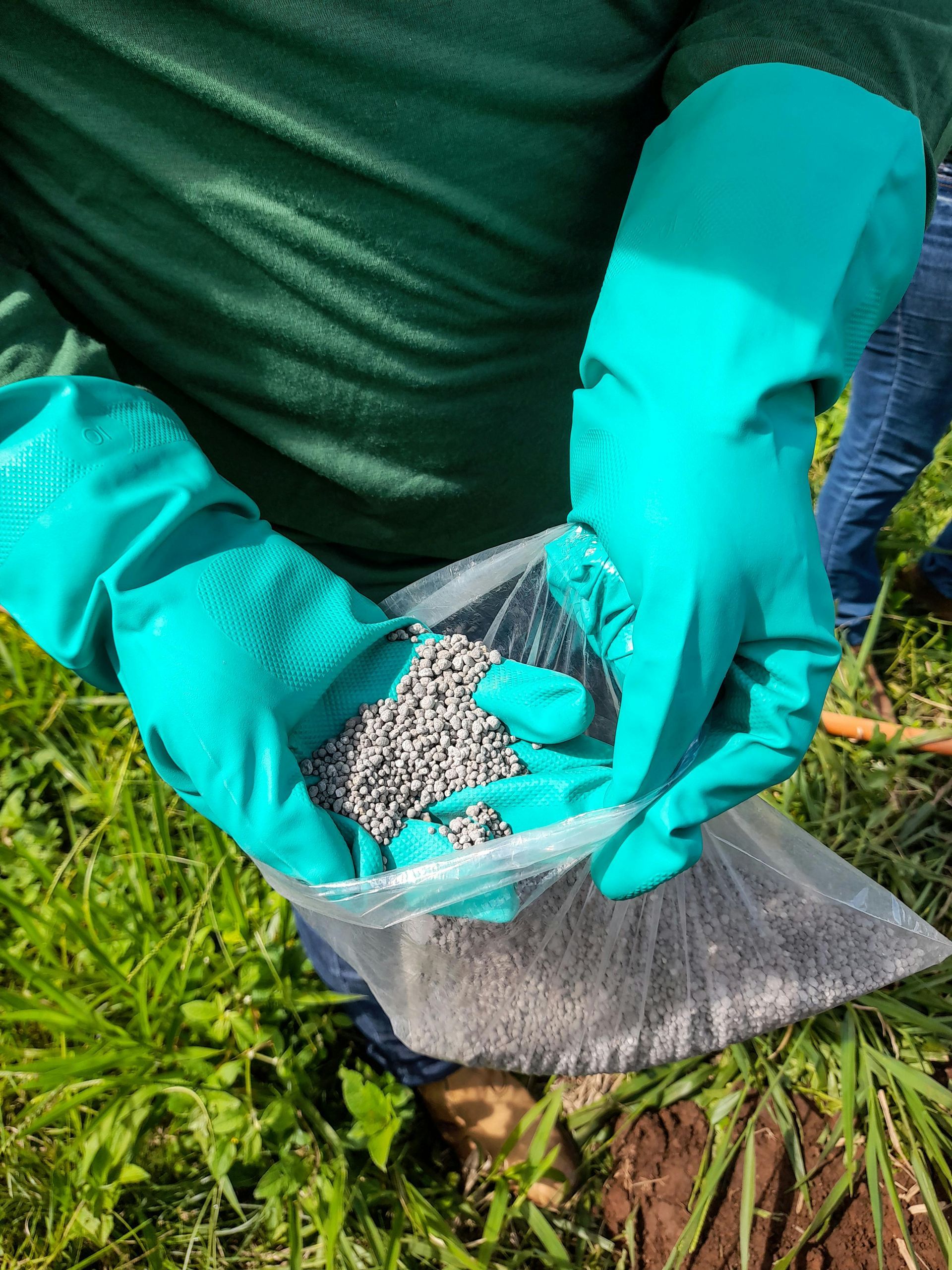 Gloved hands pouring gray pellets from a bag onto grass outdoors