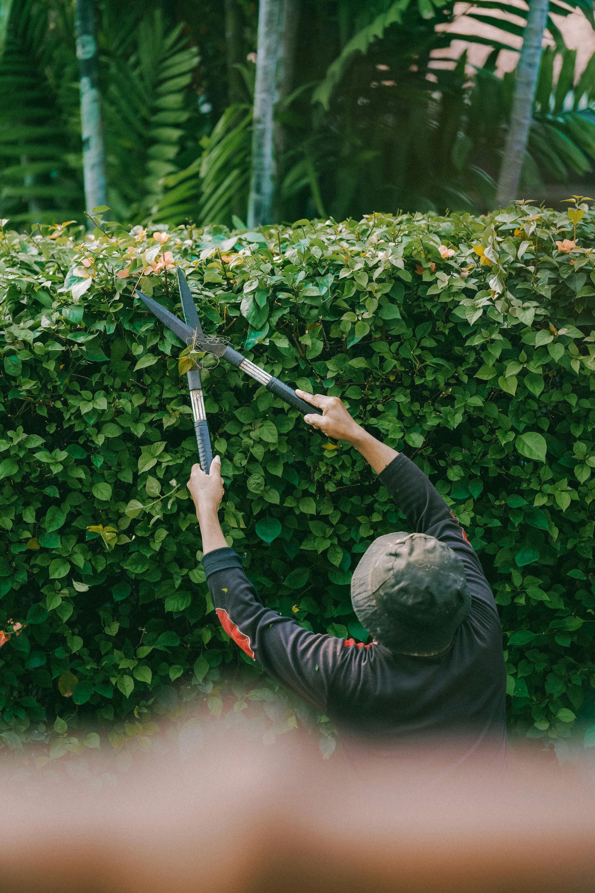 Person trimming a green hedge with pruning shears in a garden.