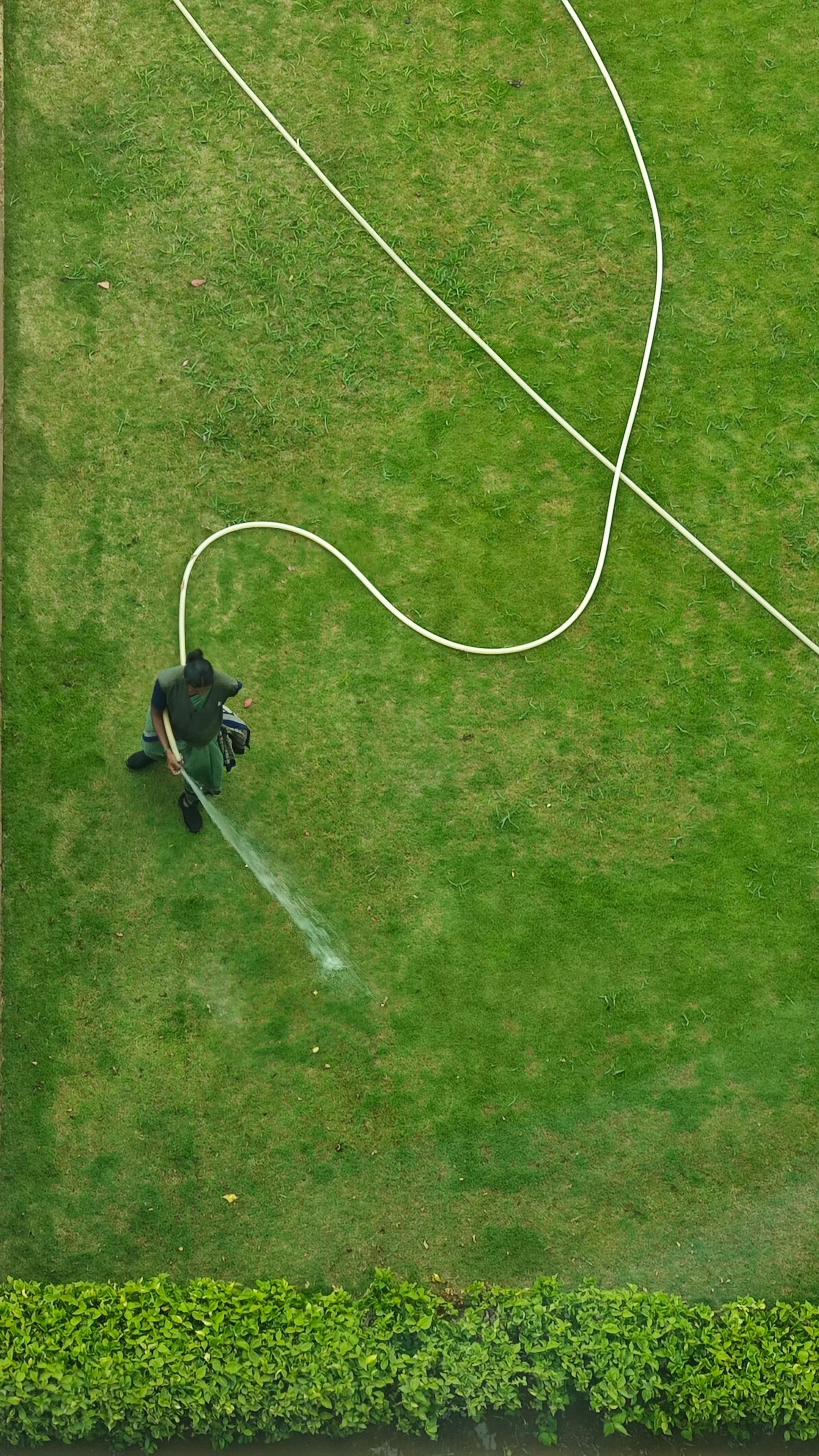 Overhead view of a person watering a green lawn with a hose, with white hose lines visible.