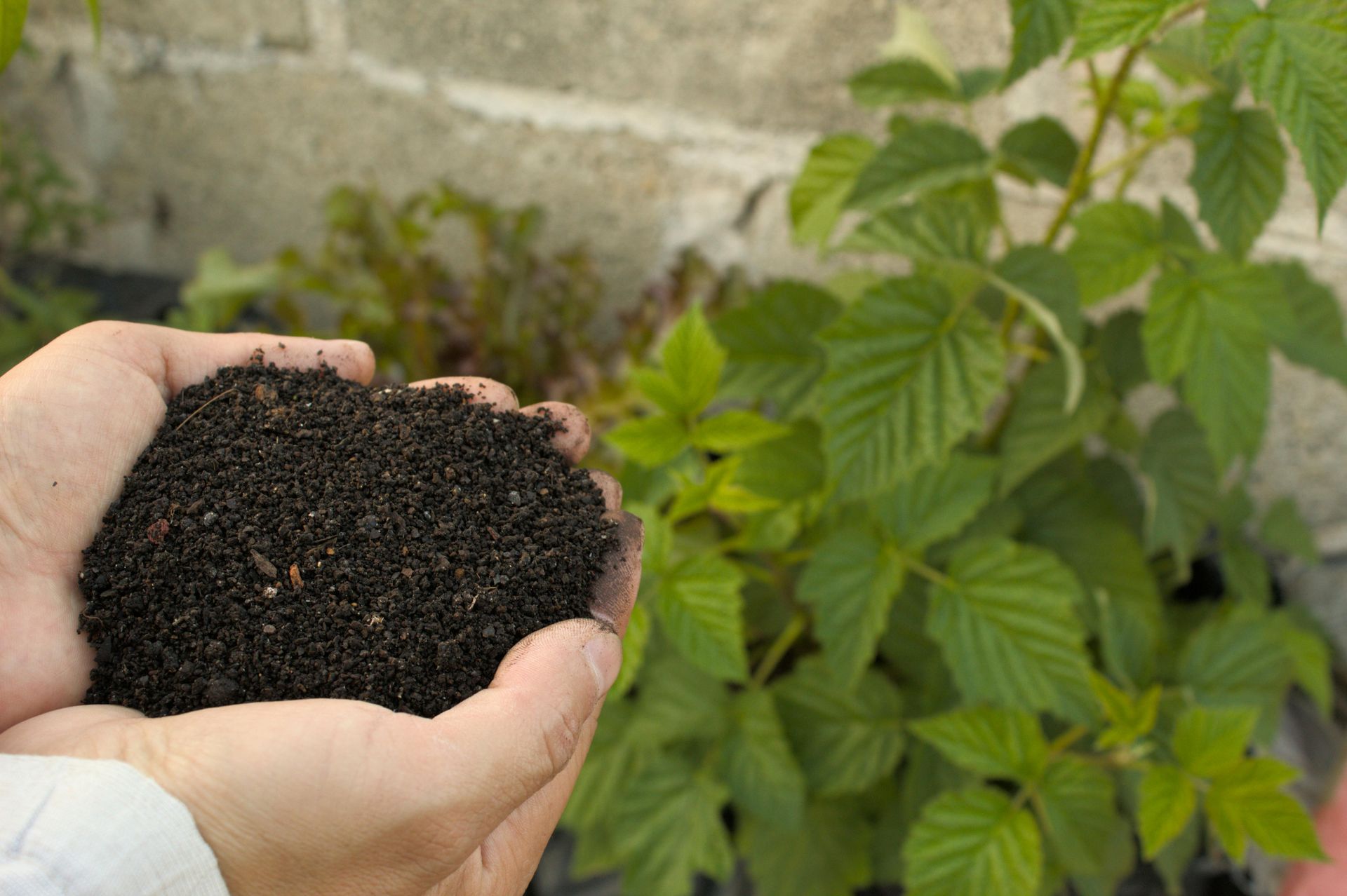 Hands holding dark soil in front of a green plant in a garden bed