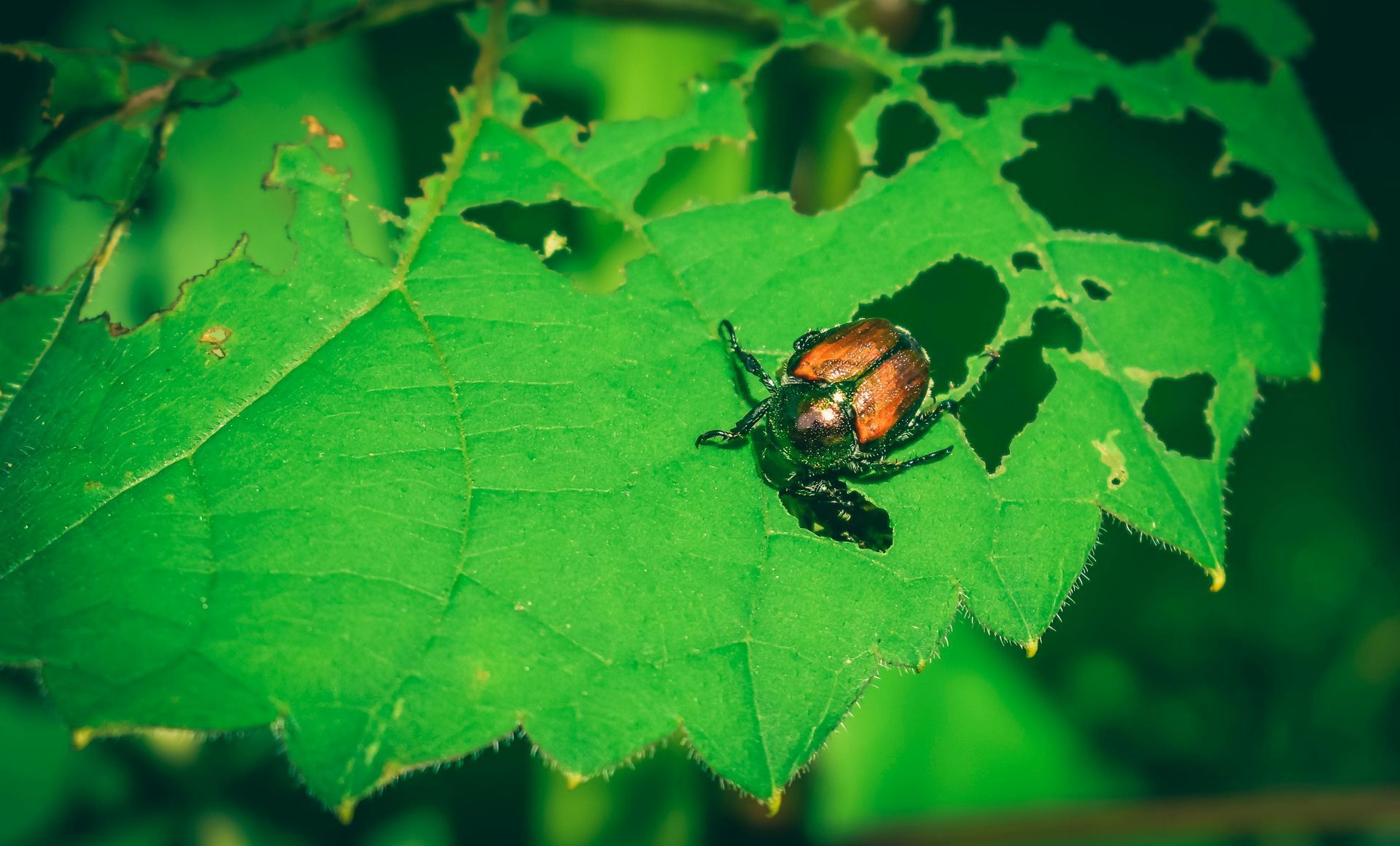 Orange beetle on a green leaf with holes