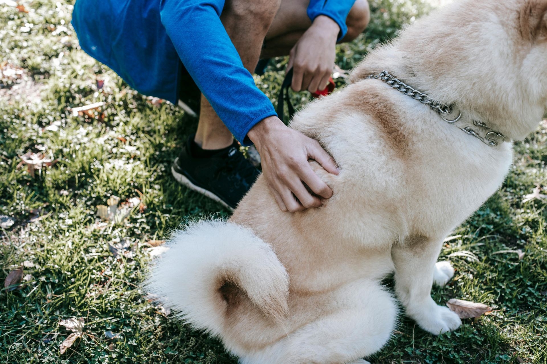 Person petting a sitting cream-colored dog outdoors on grass and flowers