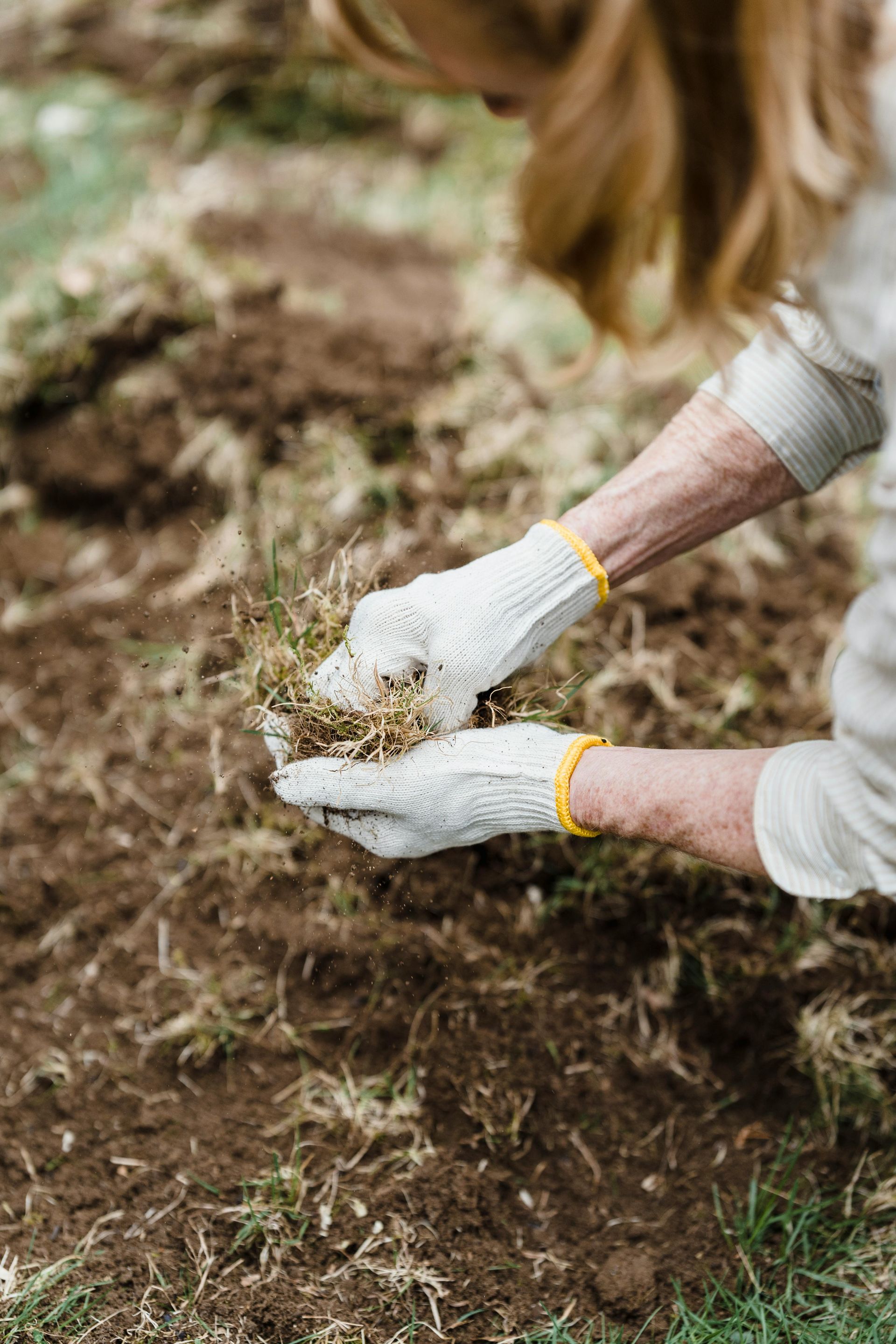 Gloved hands planting a young seedling in soil outdoors