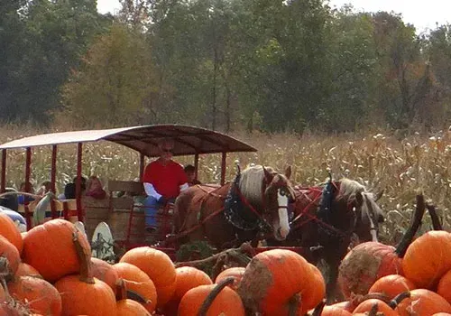 Image of a carriage ride in a pumpkin patch