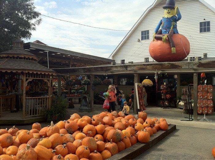 farm with pumkins