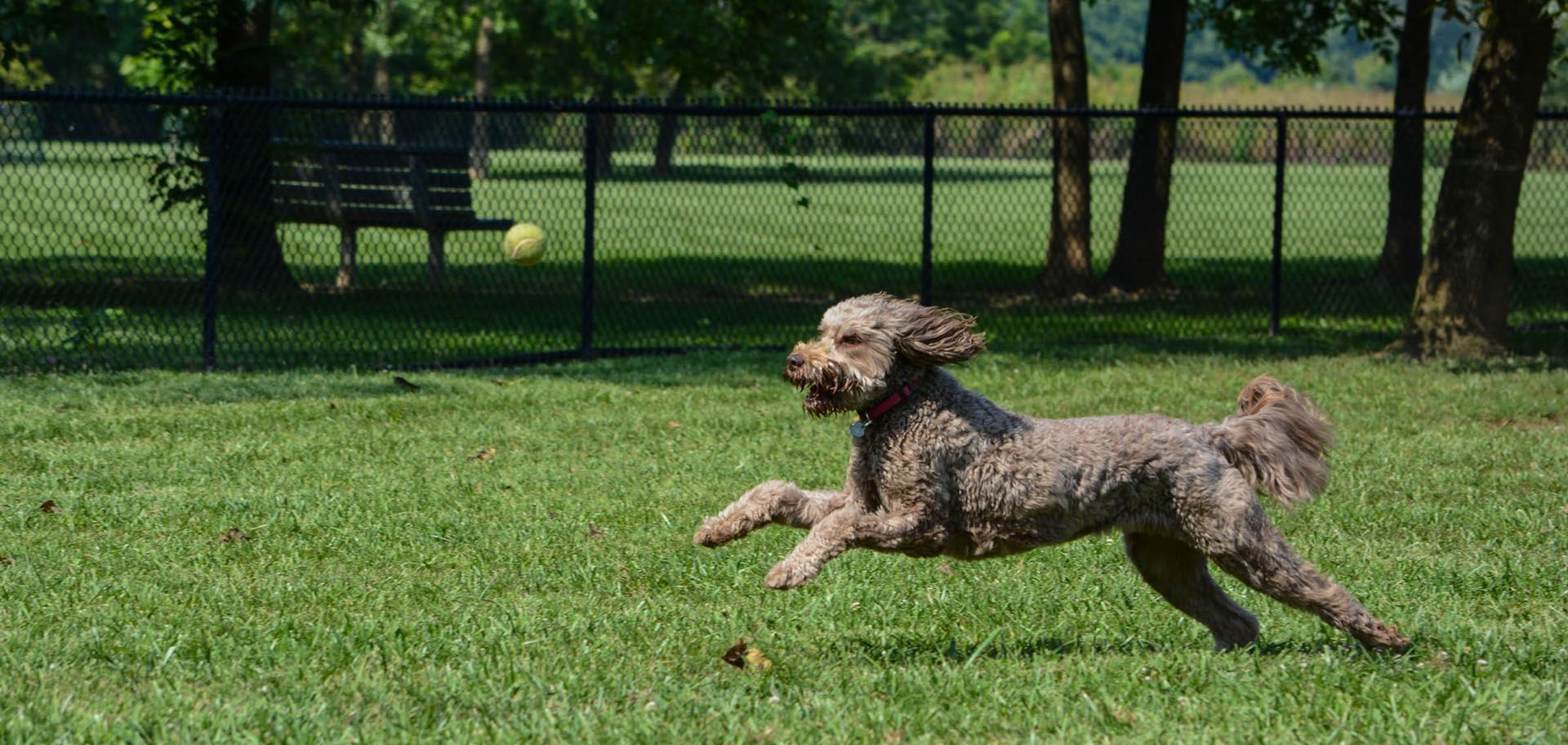 Image of a dog chasing a ball