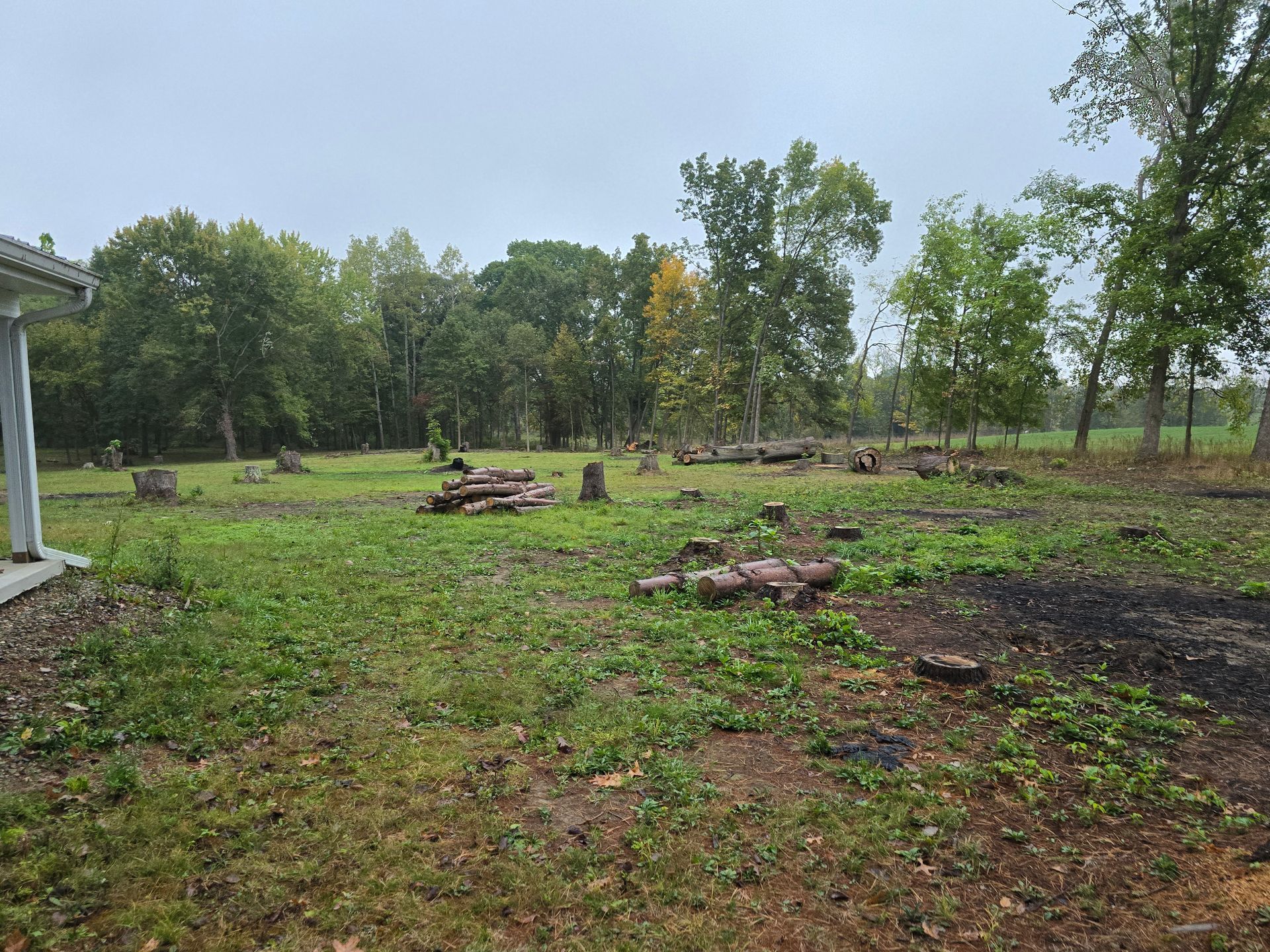 Grassy field with tree stumps and logs scattered, surrounded by trees under an overcast sky.