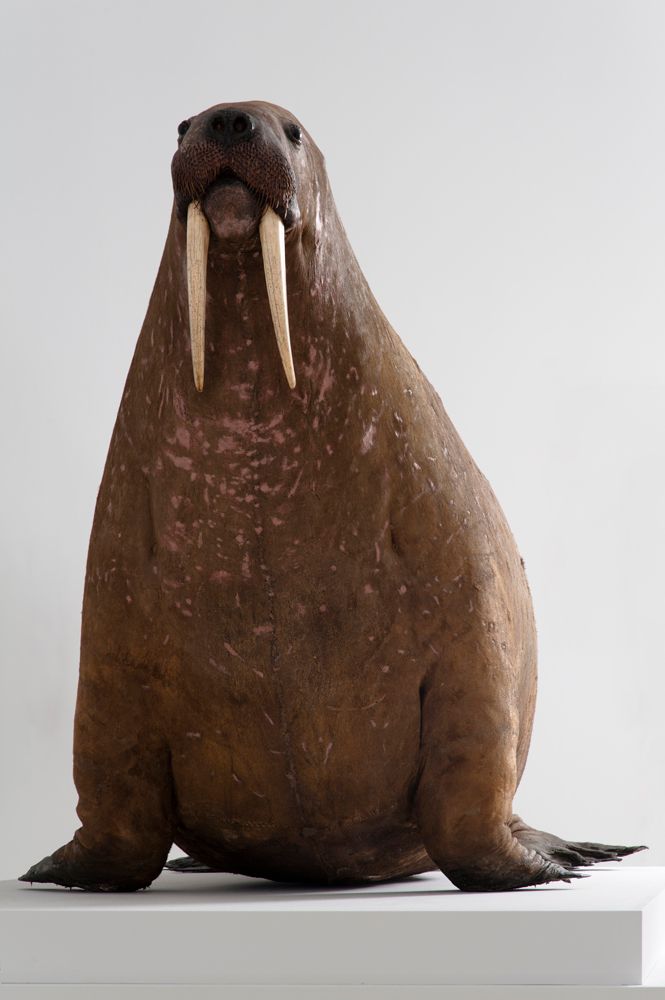 Large stuffed walrus sitting upright on a white display stand, facing forwards. The brown animal has long ivory tusks