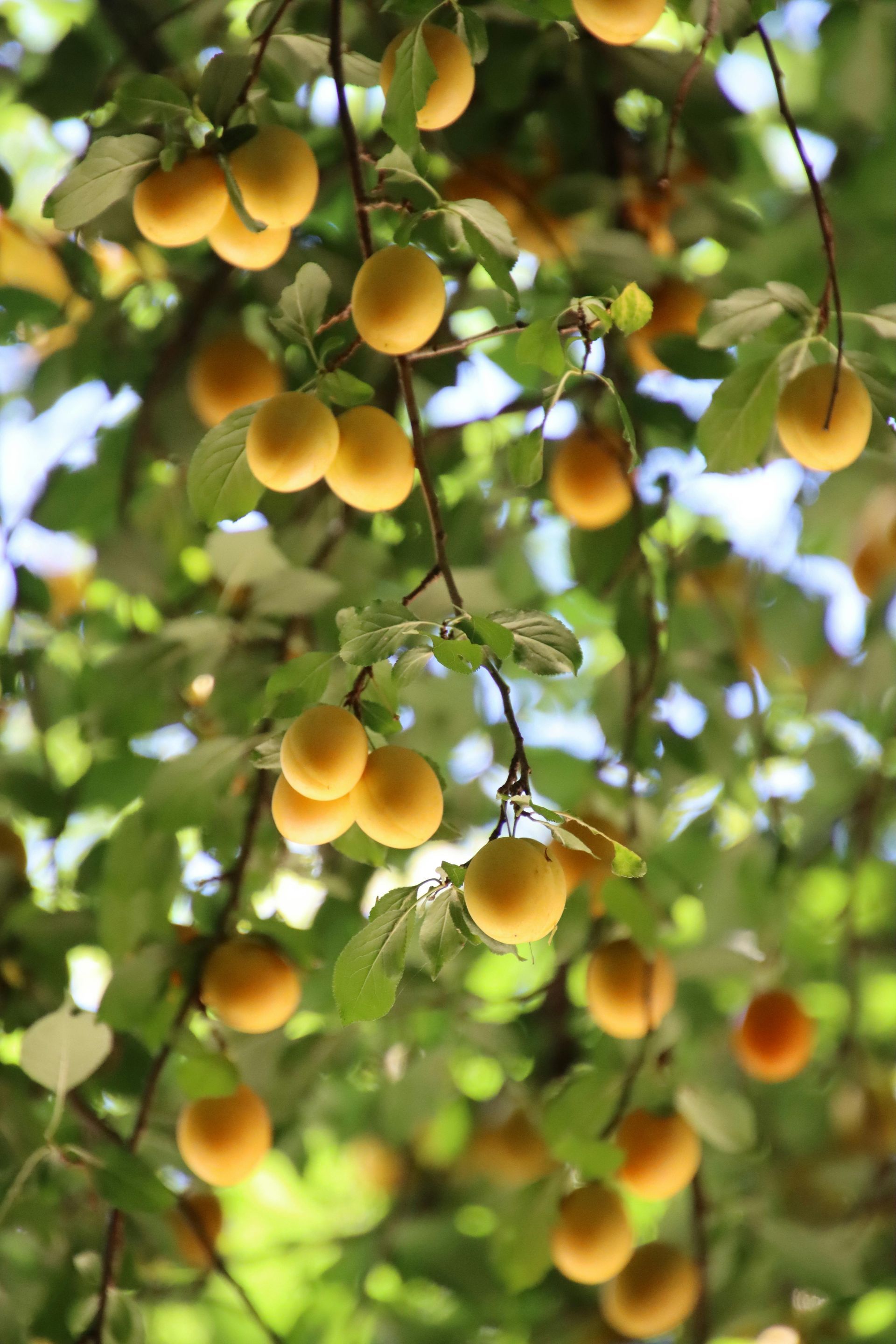 fruit tree