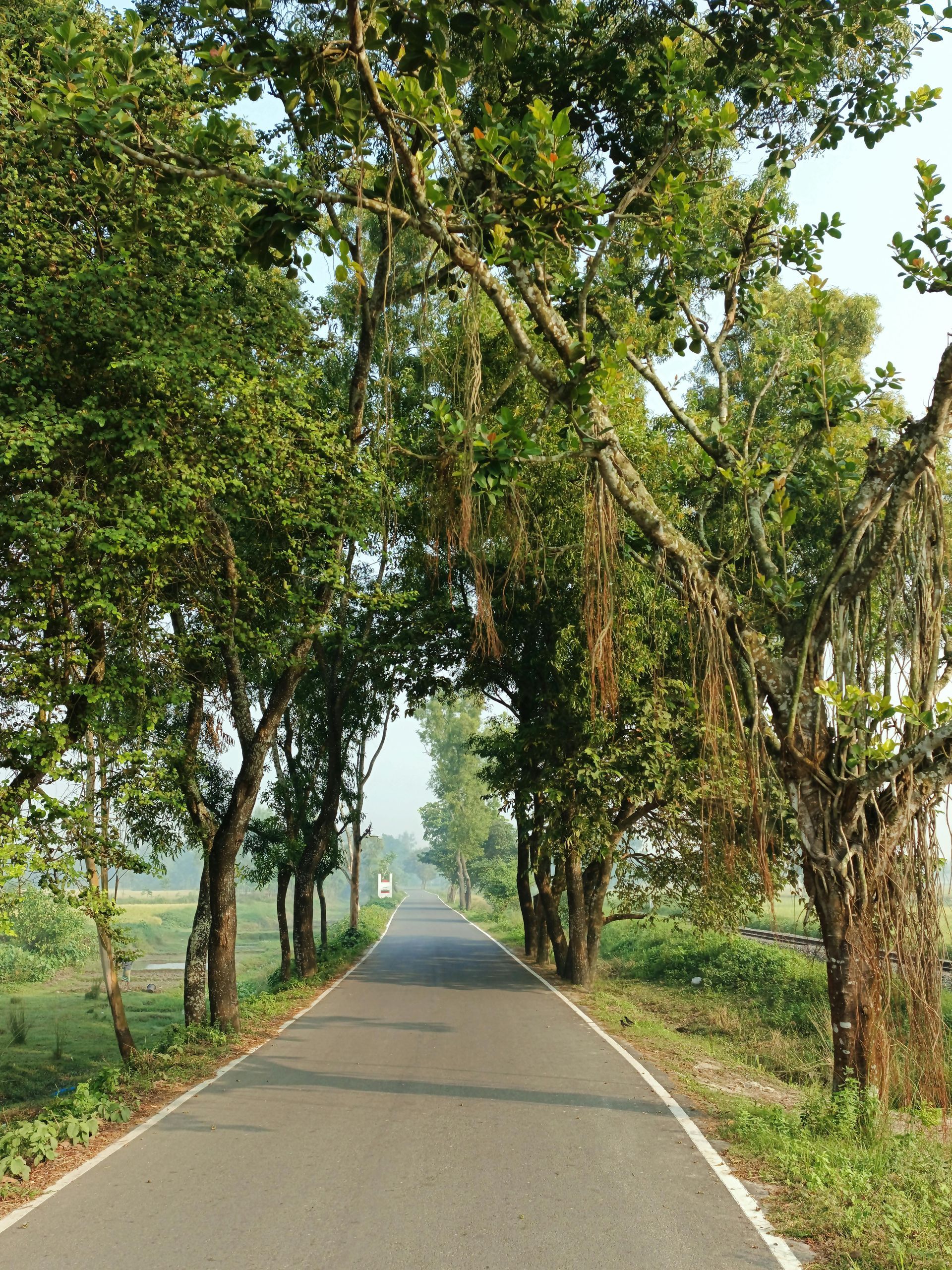 Road through lush trees with hanging vines, leading into the distance.