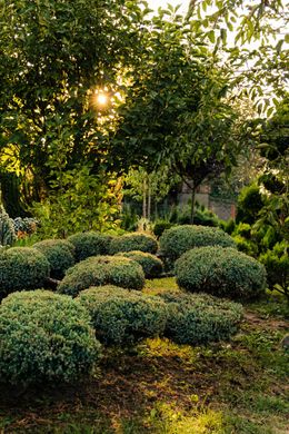 Sunlit garden with neatly trimmed round shrubs and trees casting dappled shade
