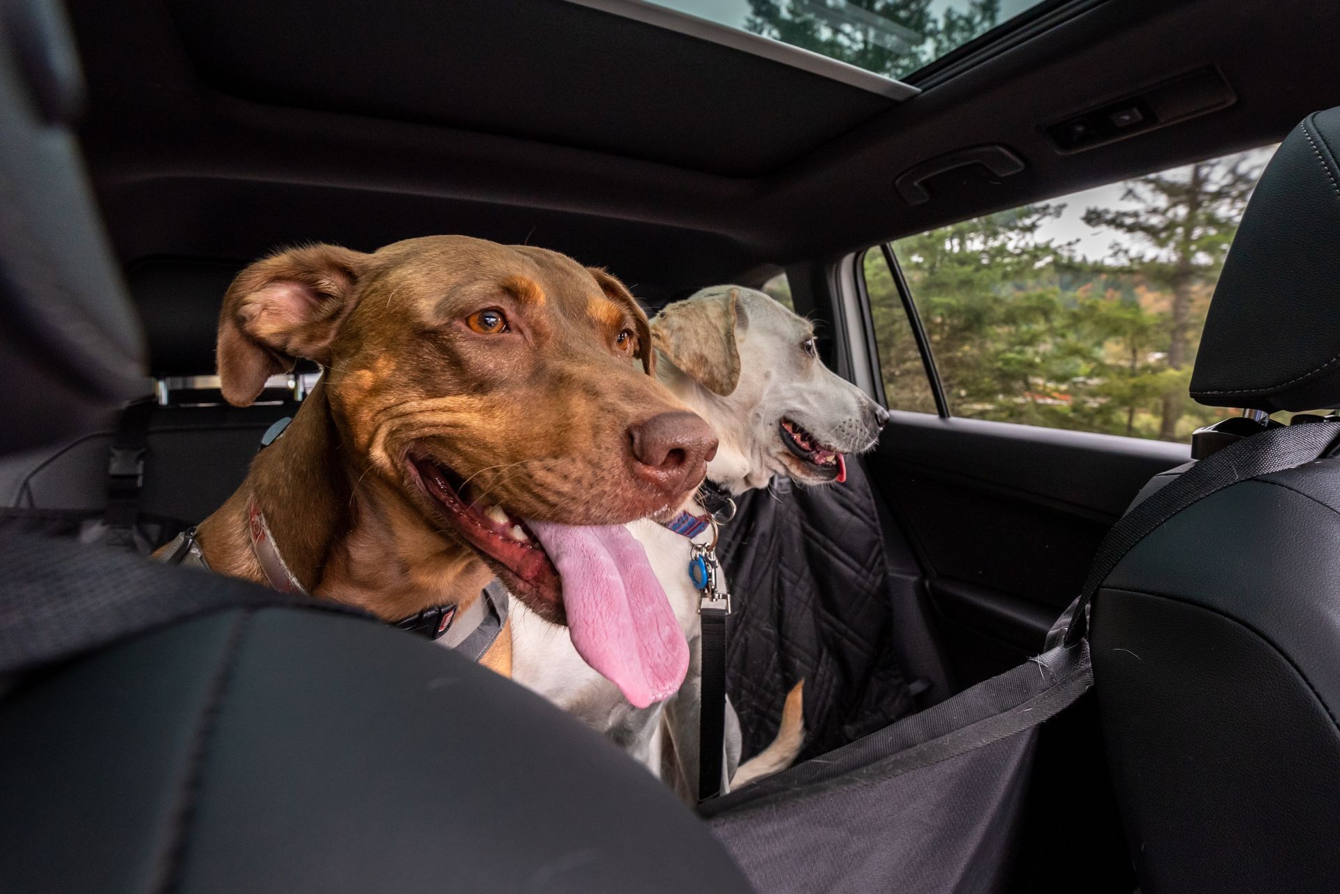 Two dogs in car, one brown, one white, looking out the window, tongue out, in a car seat cover.