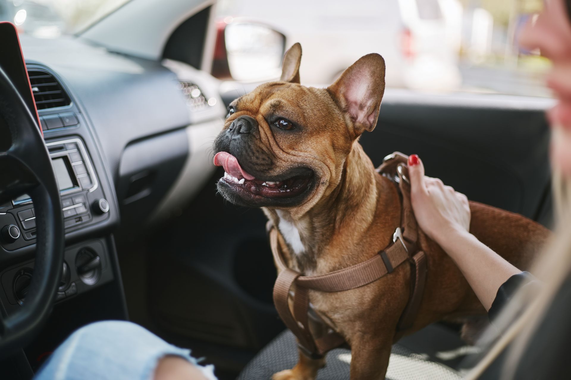 Brown French Bulldog wearing a harness, in a car, being petted by a person.