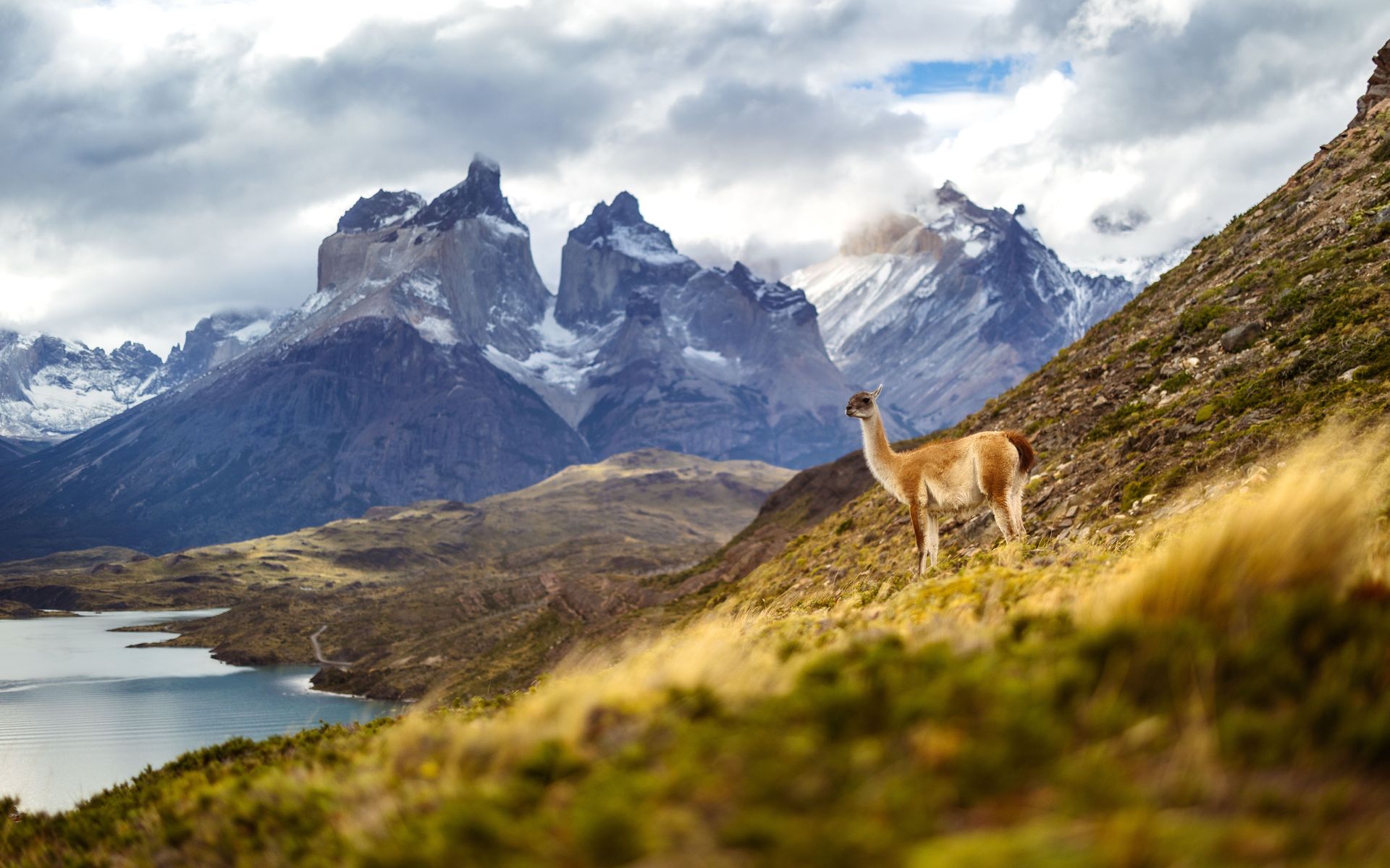 Llama on a grassy slope above a lake, with dramatic snowy mountains in the background.