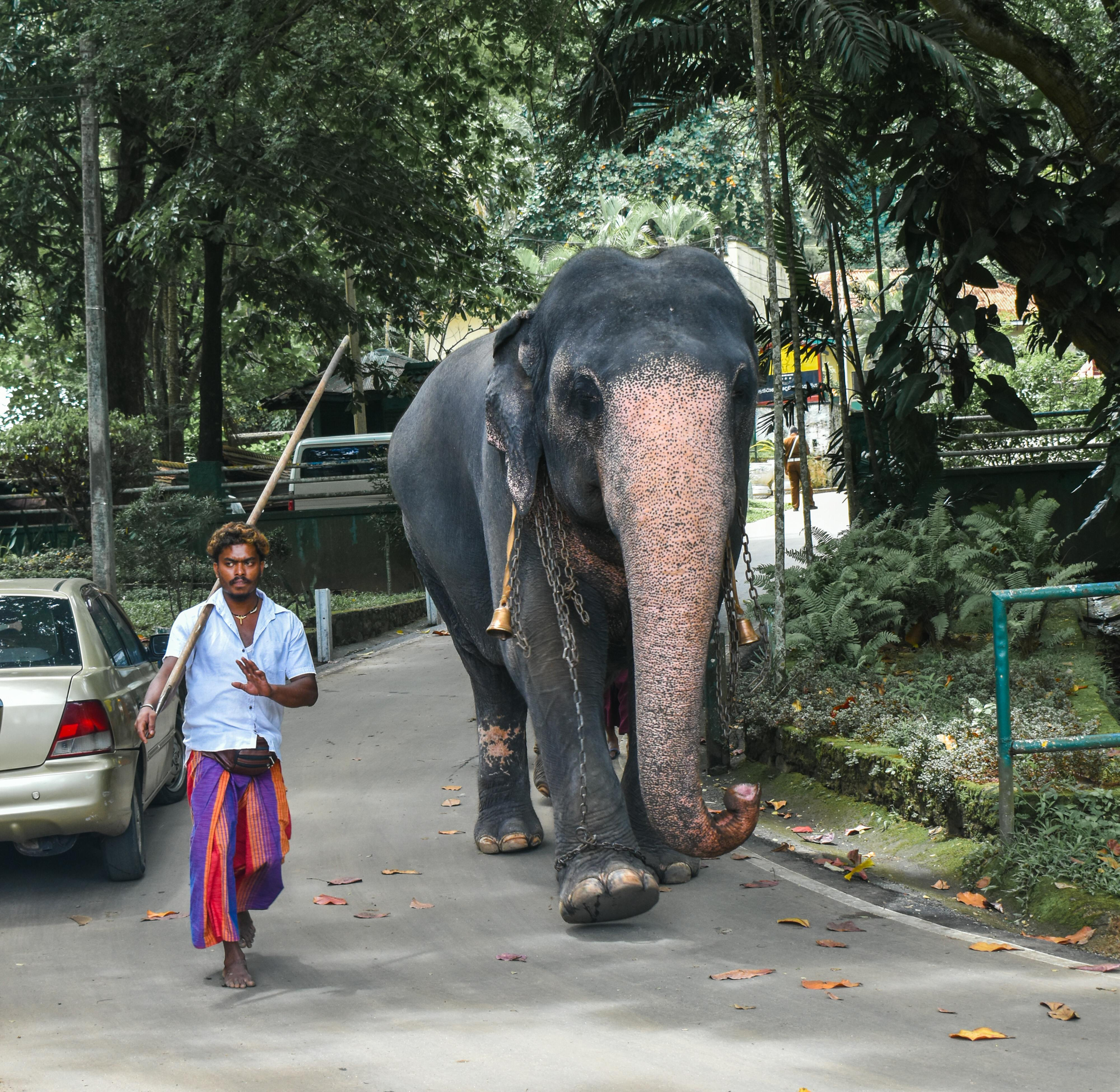 Man walking beside a large elephant on a tree-lined road, with parked cars in the background
