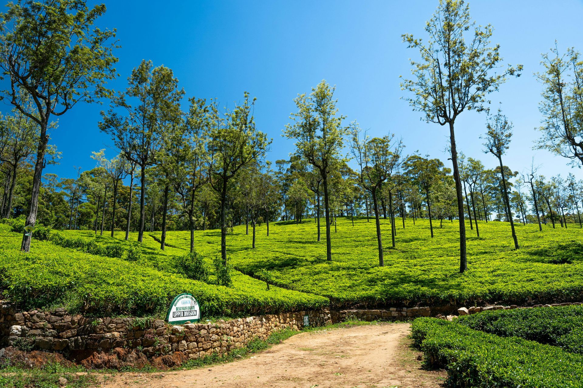 Sunlit  tea plantation under a bright blue sky