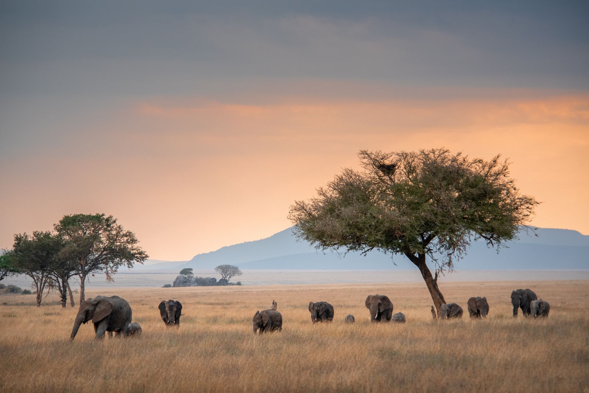 Elephants in a grassy savanna under an orange sky with a few acacia trees.