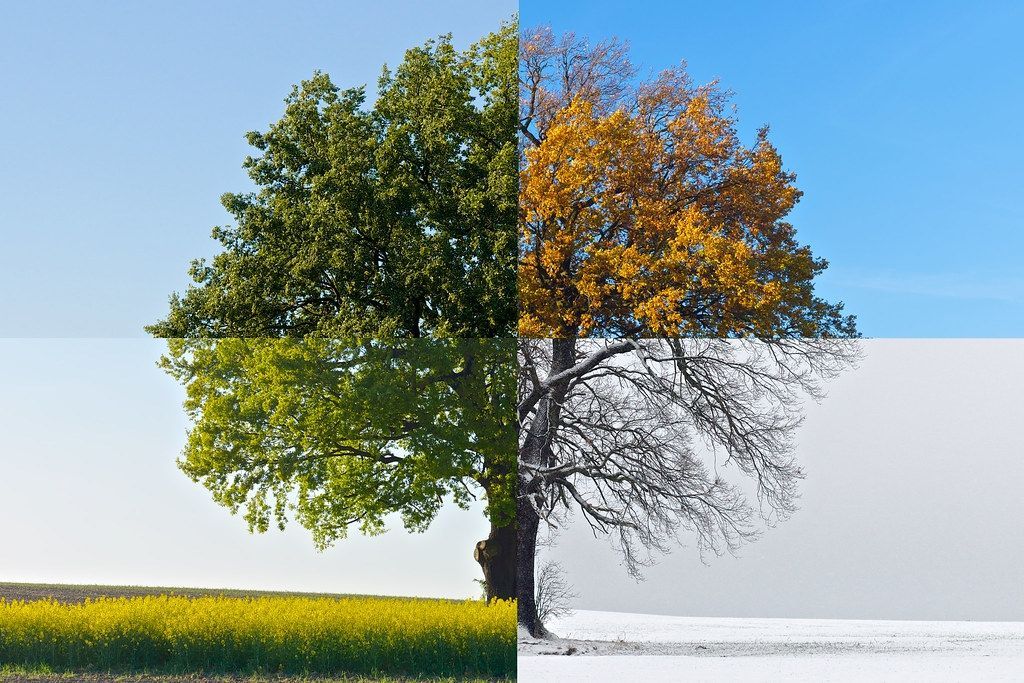 tree in quarters, each showing a different season