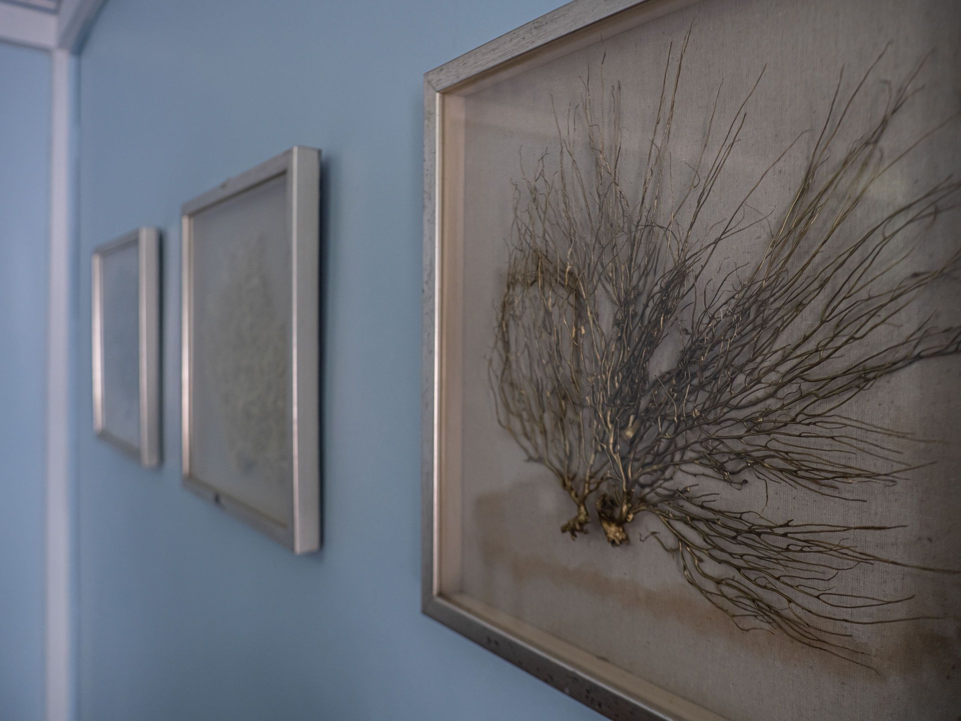 Three framed pieces of wall art featuring sea fan specimens in silver frames, displayed on a light blue wall.