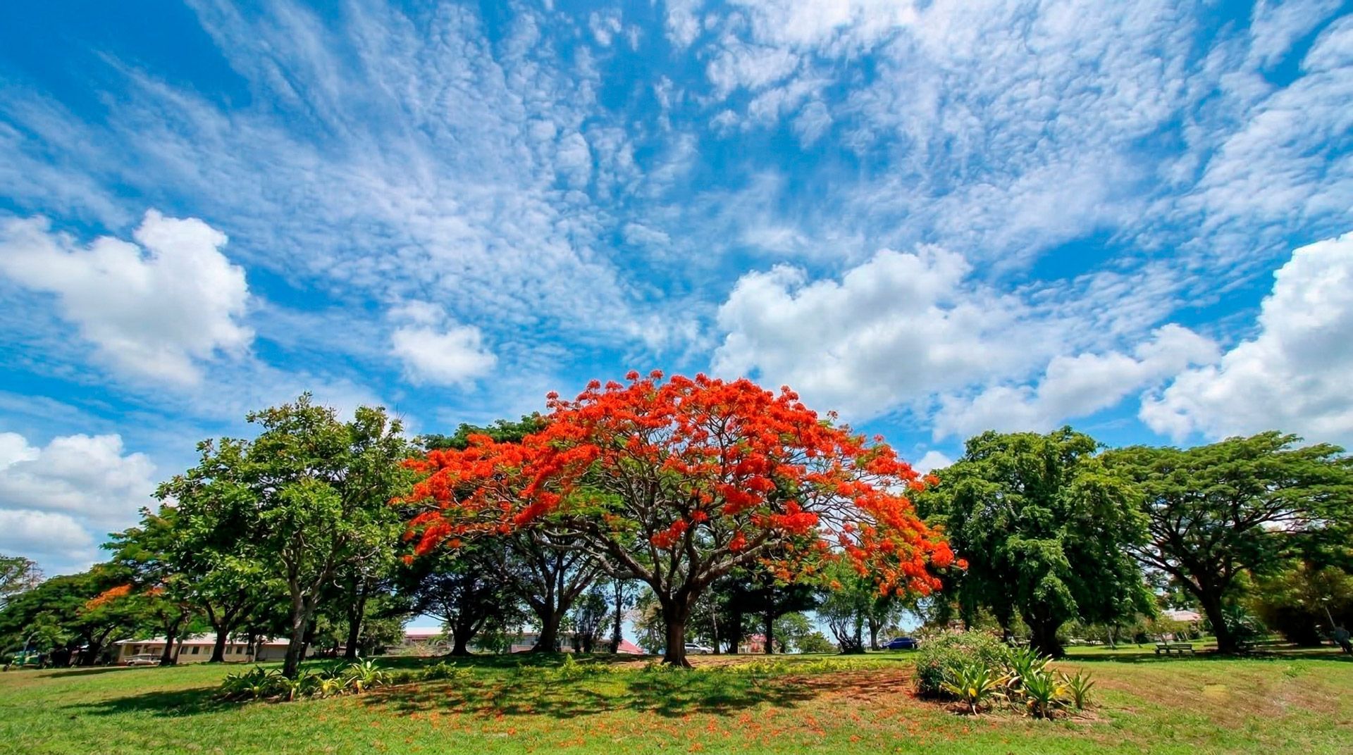 A vibrant, red-flowering royal poinciana tree stands in a green park under a bright blue, cloudy sky.