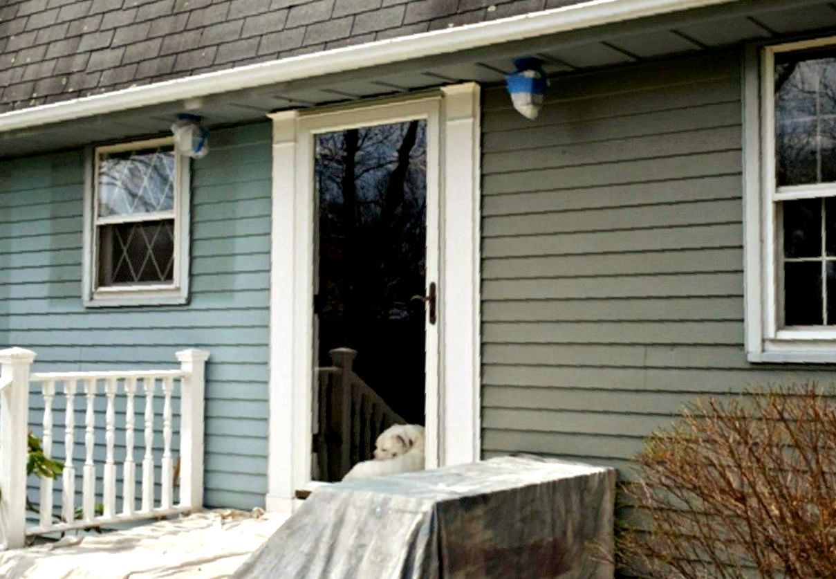 A dog is sitting on the porch of a house