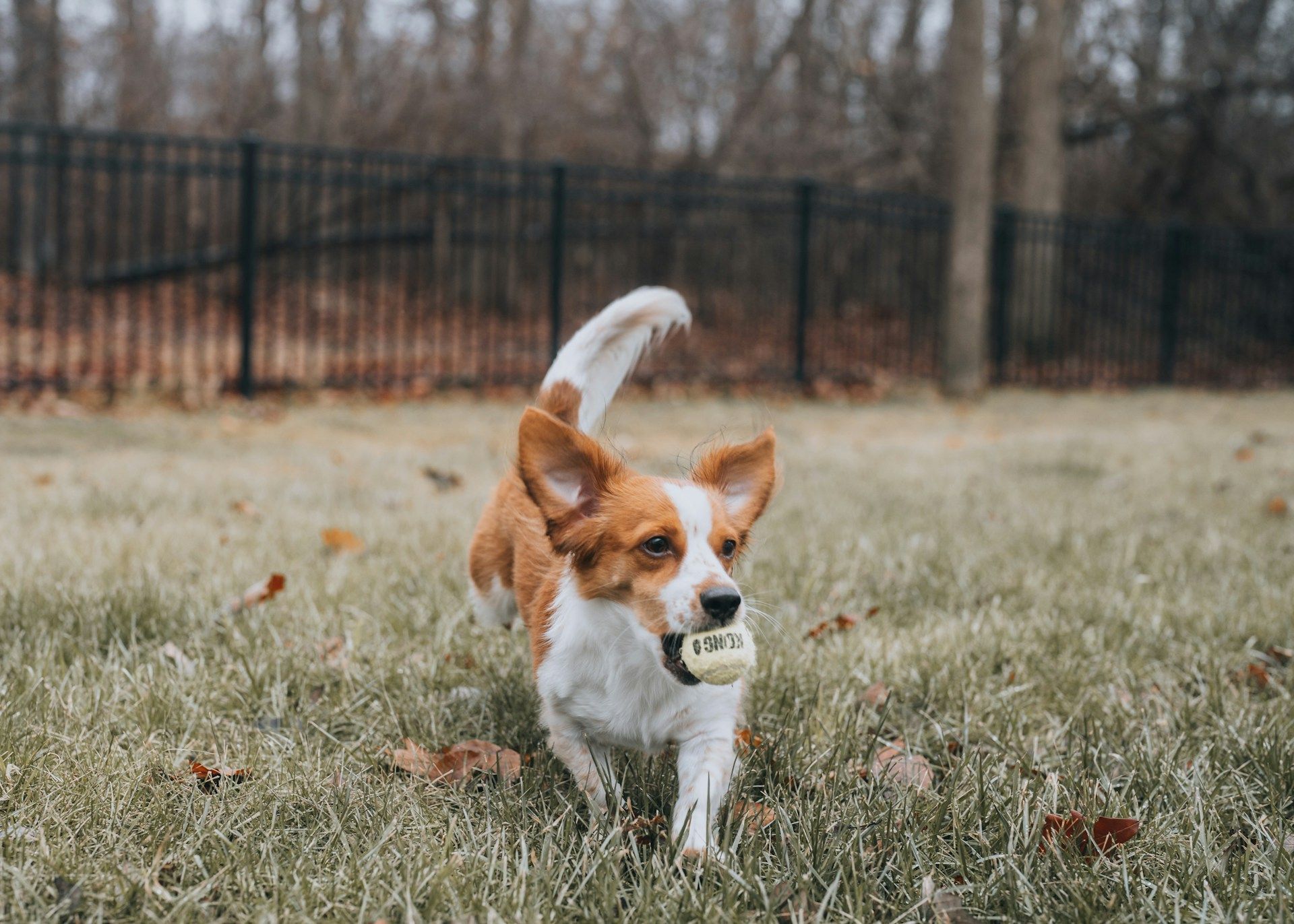 Move with Pets