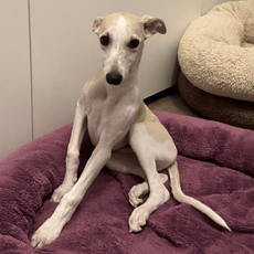 Hund Whippet Freddie