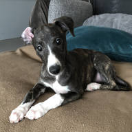 Hund Whippet Bonnie