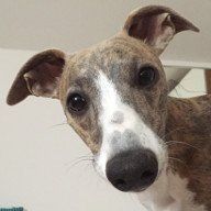 Hund Whippet Knöpchen