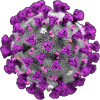 Corona Virus