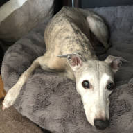 Hund Whippet James