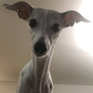 Hund Whippet Sweetie