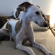 Hund Whippet Ylvie