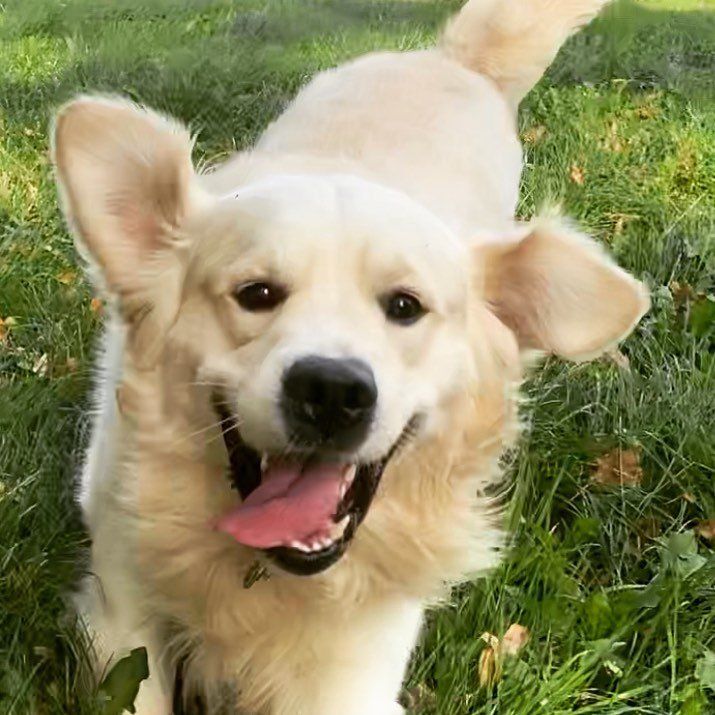 Een lachende golden retriever-kruising met hangende oren staat te hijgen in een grasveld.