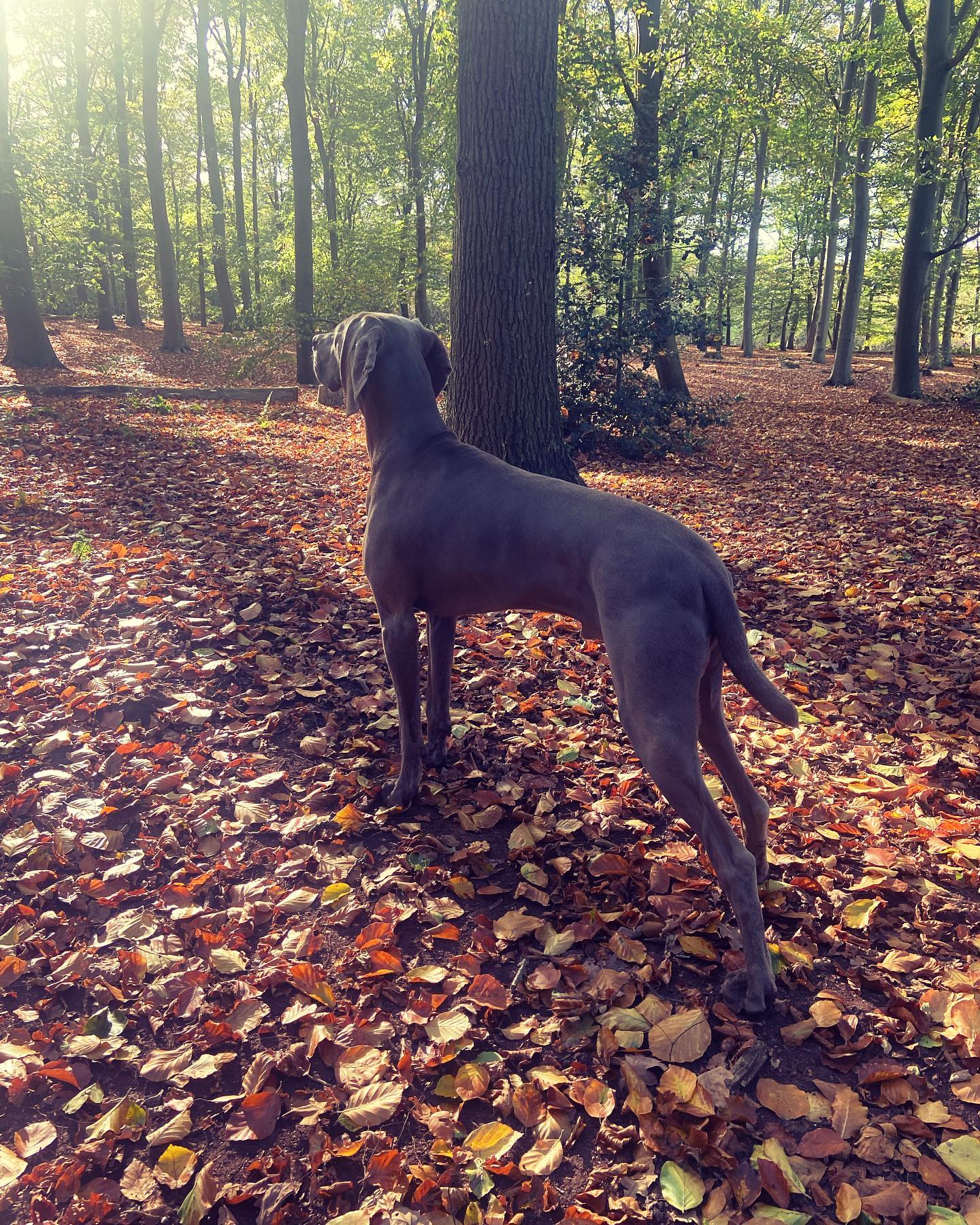 Een grijze hond staat in een bos vol gevallen bladeren en kijkt naar het licht.