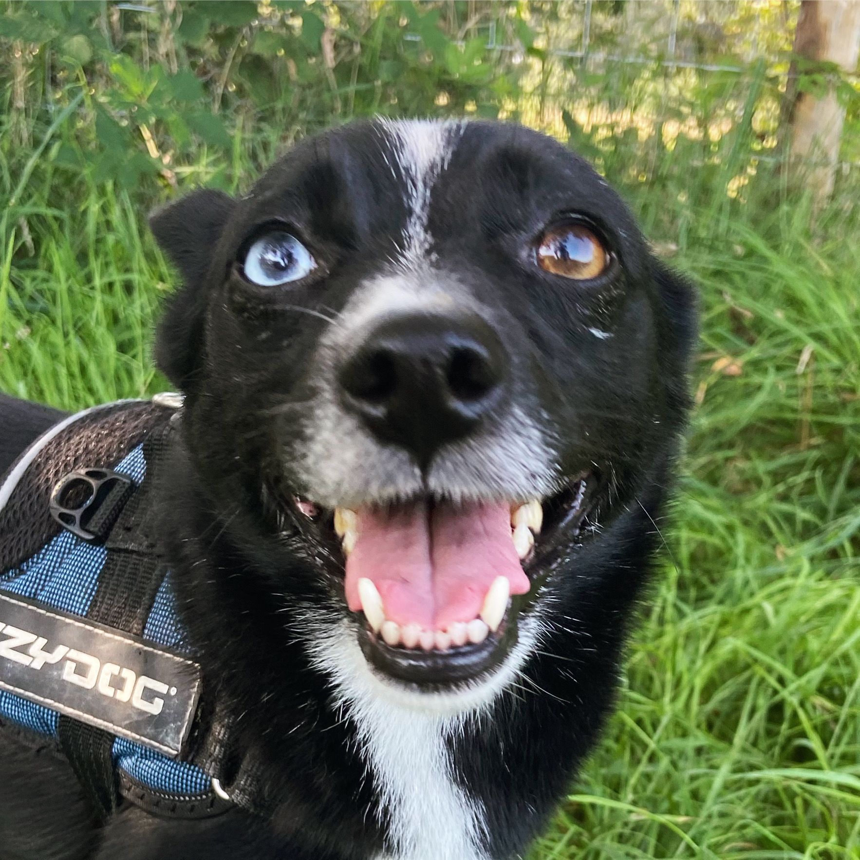 Zwarte hond met heterochromie (blauwe en bruine ogen) lacht, draagt ​​een blauw tuigje en is buiten aan het werk.