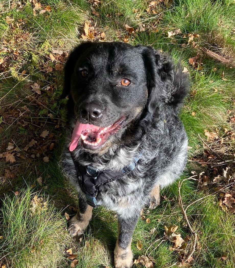 Een zwarte hond met blauwe vlekken zit hijgend in het gras, kijkt omhoog en heeft zijn tong uitgestoken.