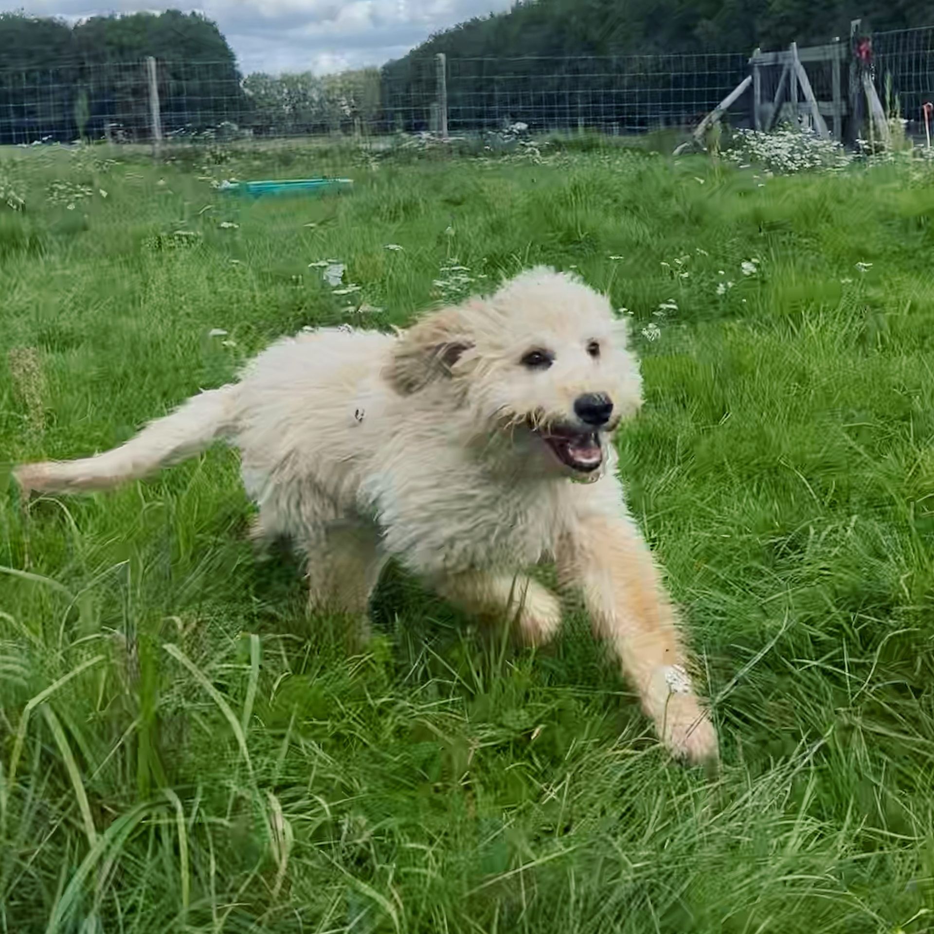 Een crèmekleurige, pluizige hond rent vrolijk rond in een grasveld, met open bek en een opgewonden blik.