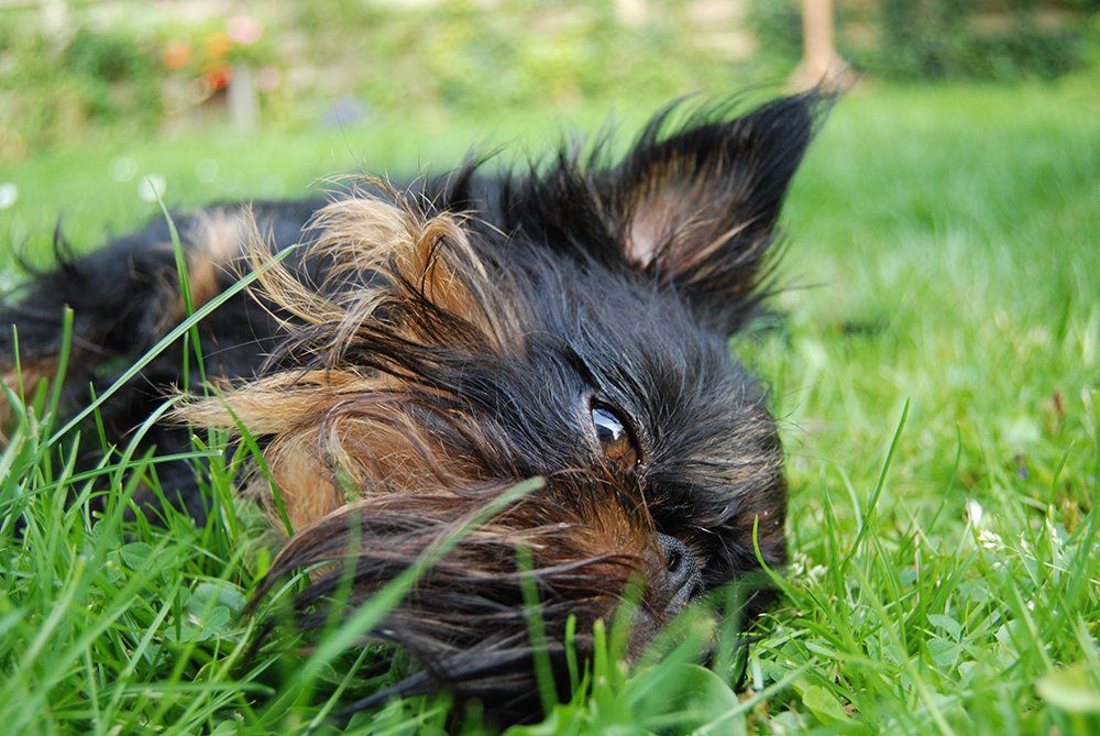 Zwart-bruine hond, liggend in het groene gras, kop schuin, kijkend opzij.