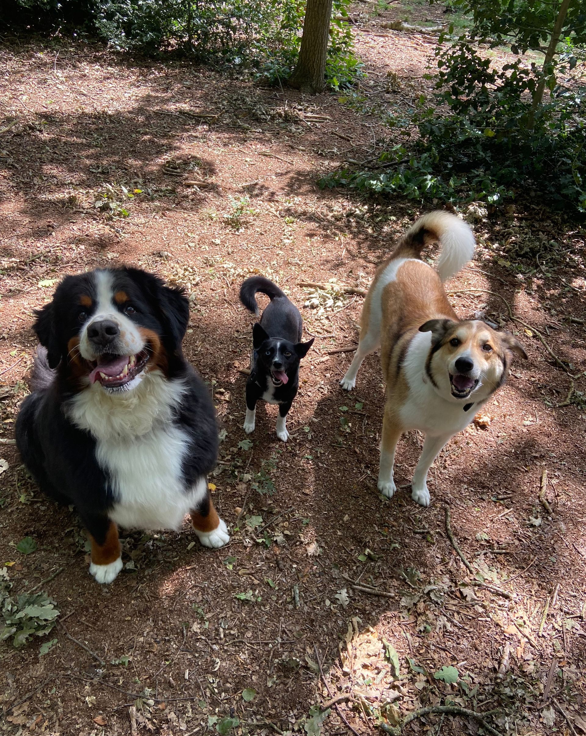 Drie honden van verschillende grootte staan ​​op een zandpad in een bosrijk gebied. De honden kijken naar de camera.