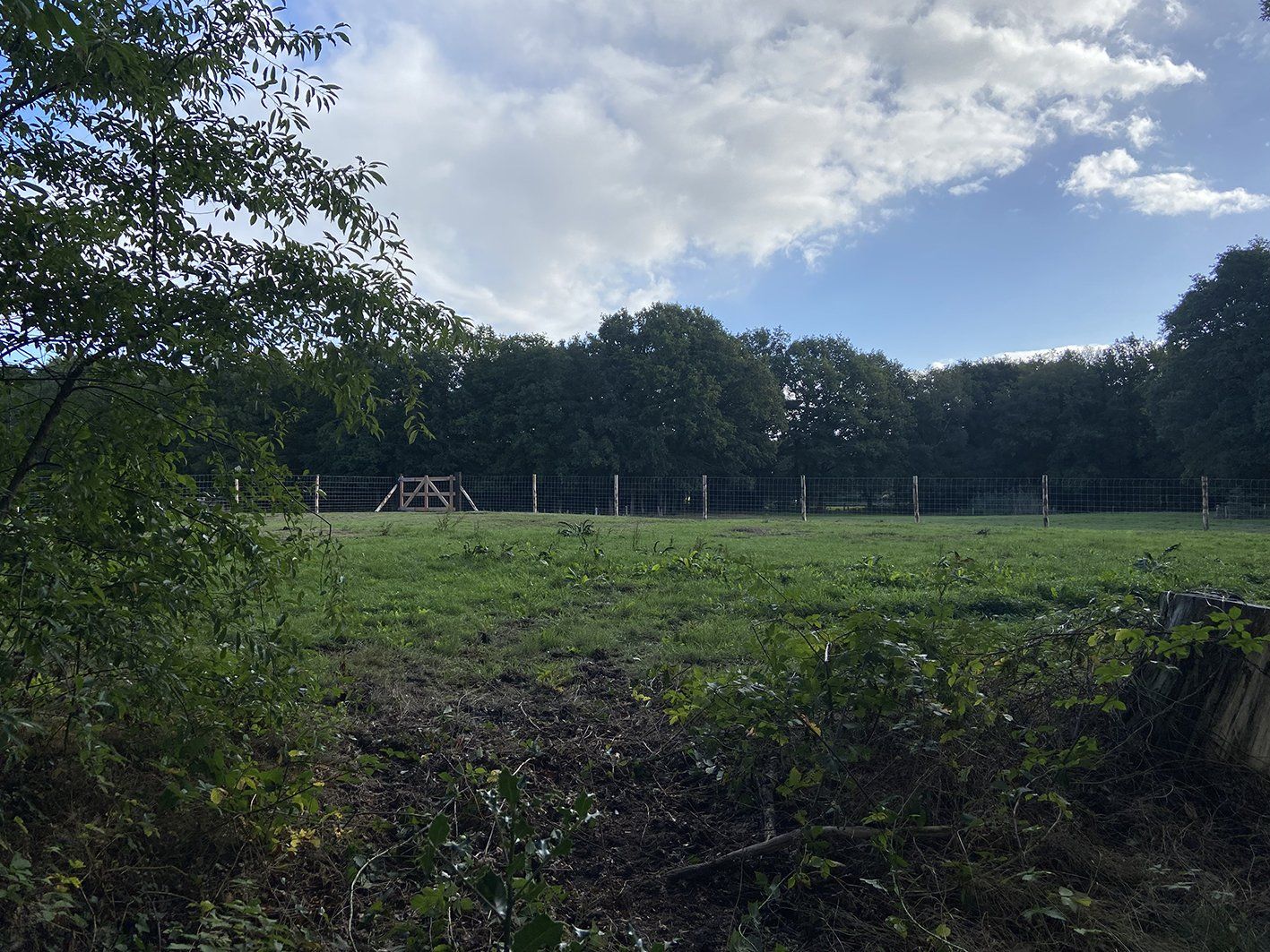 Een groen veld met een hek ervoor, een rij bomen onder een bewolkte hemel.