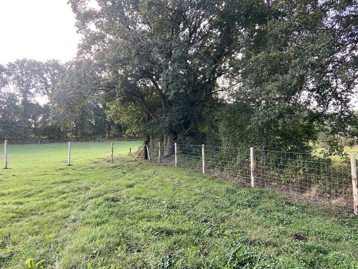 Grasveld met een hek langs de bomen. Bewolkte lucht.