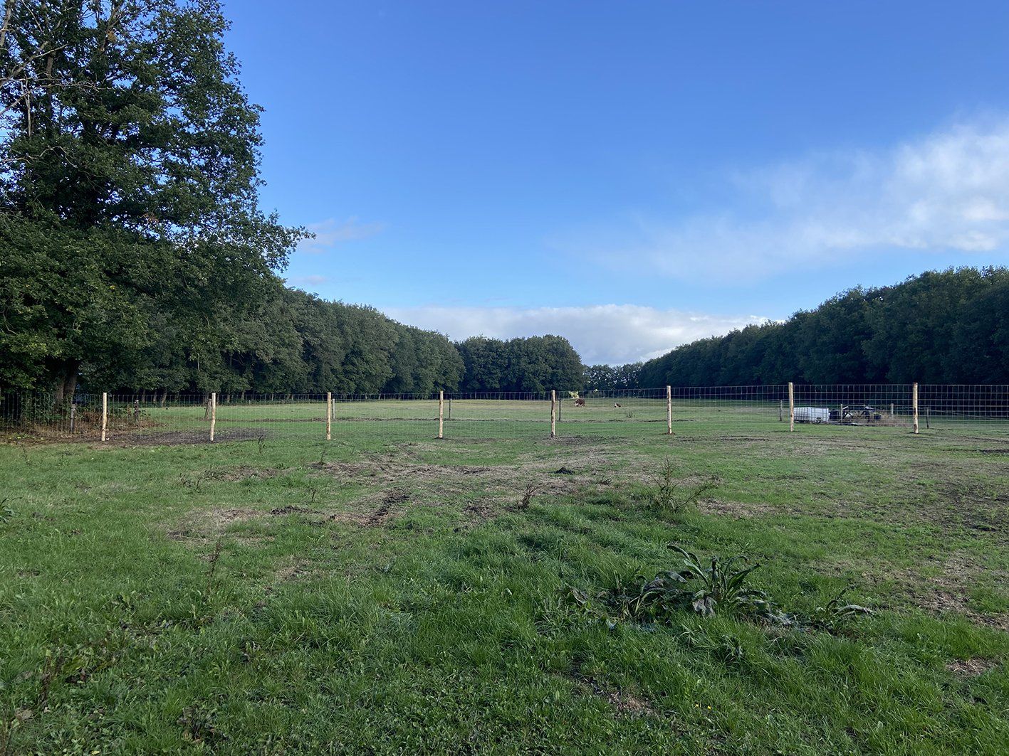 Een grasveld met houten palen, omringd door bomen onder een blauwe hemel.
