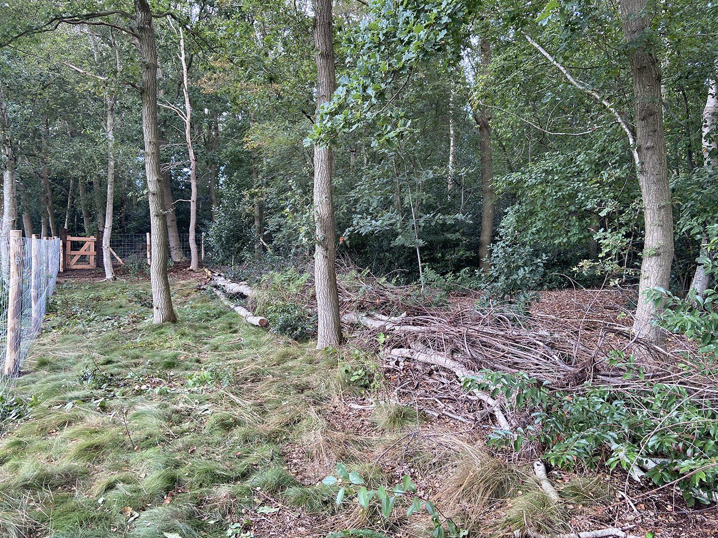 Bosrand met bomen, verwilderd gras en een houten hek.