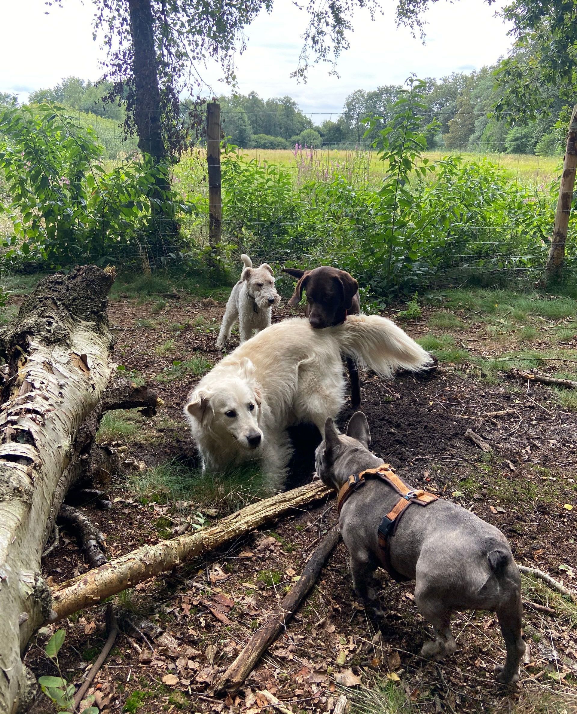 Vier honden van verschillende kleuren en rassen in een bosrijk gebied vlakbij een hek.