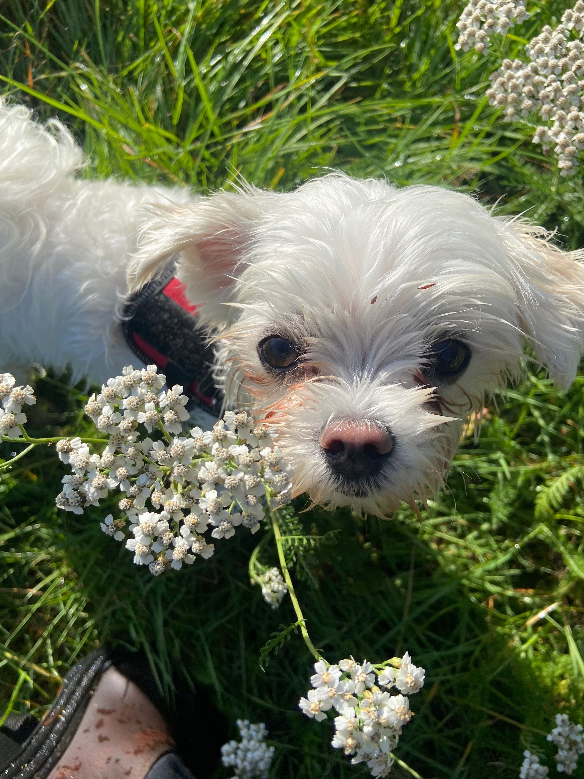 Een witte hond met een ietwat vuil gezicht kijkt omhoog vanuit een bloemenveld in een grasveld.