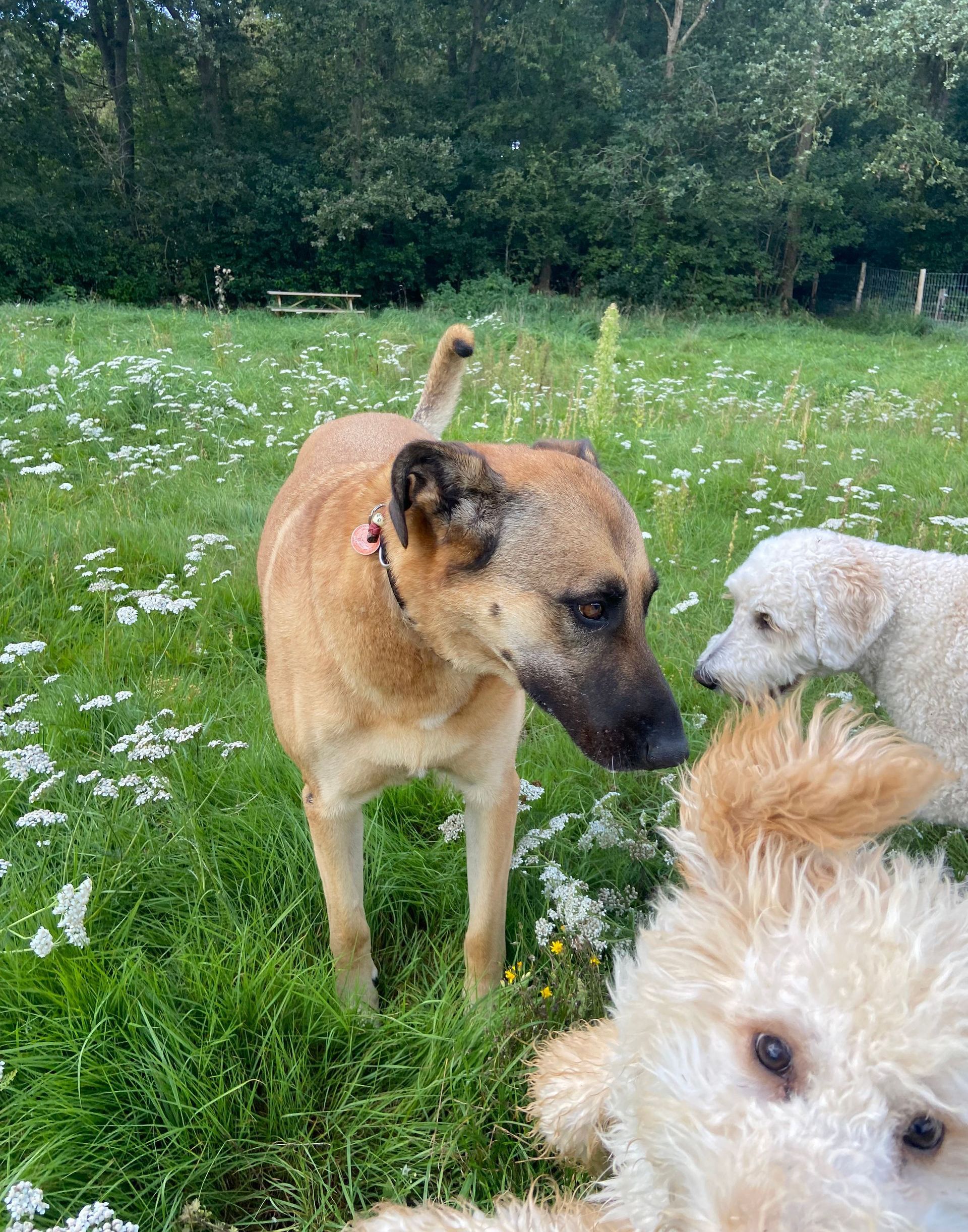 Drie honden in een grasveld met witte bloemen.